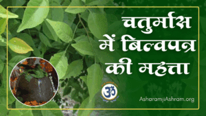Read more about the article Chaturmas Me Bel Patra Health Benefits and Importance in Hindi